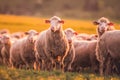 Sheeps in a meadow on green grass at sunset. Portrait of sheep. Flock of sheep grazing in a hill. Royalty Free Stock Photo