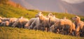 Sheeps in a meadow on green grass at sunset. Portrait of sheep. Flock of sheep grazing in a hill. Royalty Free Stock Photo