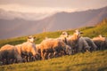 Sheeps in a meadow on green grass at sunset. Portrait of sheep. Flock of sheep grazing in a hill. Royalty Free Stock Photo