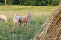 Sheeps in a meadow on green grass at sunset. Portrait of sheep