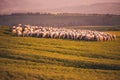 Sheeps in a meadow on green grass at sunset. Portrait of sheep. Flock of sheep grazing in a hill. Royalty Free Stock Photo