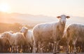 Sheeps in a meadow on green grass at sunset. Portrait of sheep. Flock of sheep grazing in a hill. Royalty Free Stock Photo