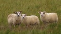 Sheeps in a meadow in Iceland countryside