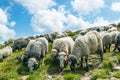 Sheeps in a meadow in the mountains. Beautiful natural landscape. Flock of sheep