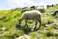 Sheeps in a meadow in the mountains. Flock of sheep at summer. Beautiful natural landscape Royalty Free Stock Photo