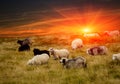 Sheeps in mountains and sunset Royalty Free Stock Photo