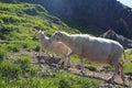 Sheeps on Mount Ulriken