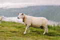 Sheeps on mountain farm on cloudy day. Norwegian landscape with sheep grazing in valley. Sheep on mountaintop Norway. Ecological Royalty Free Stock Photo