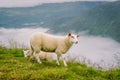 Sheeps on mountain farm on cloudy day. Norwegian landscape with sheep grazing in valley. Sheep on mountaintop Norway. Ecological Royalty Free Stock Photo