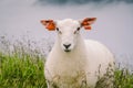 Sheeps on mountain farm on cloudy day. Norwegian landscape with sheep grazing in valley. Sheep on mountaintop Norway. Ecological Royalty Free Stock Photo