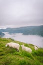 Sheeps on mountain farm on cloudy day. Norwegian landscape with sheep grazing in valley. Sheep on mountaintop Norway. Ecological