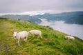 Sheeps on mountain farm on cloudy day. Norwegian landscape with sheep grazing in valley. Sheep on mountaintop Norway. Ecological