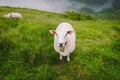 Sheeps on mountain farm on cloudy day. Norwegian landscape with sheep grazing in valley. Sheep on mountaintop Norway. Ecological