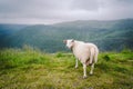 Sheeps on mountain farm on cloudy day. Norwegian landscape with sheep grazing in valley. Sheep on mountaintop Norway. Ecological