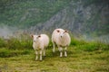 Sheeps on mountain farm on cloudy day. Norwegian landscape with sheep grazing in valley. Sheep on mountaintop Norway. Ecological Royalty Free Stock Photo