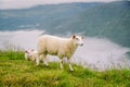 Sheeps on mountain farm on cloudy day. Norwegian landscape with sheep grazing in valley. Sheep on mountaintop Norway. Ecological Royalty Free Stock Photo