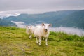 Sheeps on mountain farm on cloudy day. Norwegian landscape with sheep grazing in valley. Sheep on mountaintop Norway. Ecological Royalty Free Stock Photo