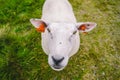 Sheeps on mountain farm on cloudy day. Norwegian landscape with sheep grazing in valley. Sheep on mountaintop Norway. Ecological