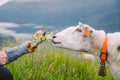 Sheeps on a mountain farm on a cloudy day. A woman feeds a sheep in the mountains of norway. A tourist gives food to a sheep.