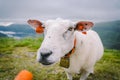 Sheeps on a mountain farm on a cloudy day. A woman feeds a sheep in the mountains of norway. A tourist gives food to a sheep.