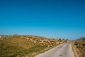 Sheeps on a mountain farm in Montenegro