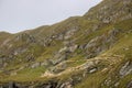 Sheeps on a mountain.