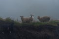 Sheeps on a mountain pasture on a foggy day. Georgia Royalty Free Stock Photo