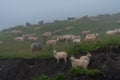 Sheeps on a mountain pasture on a foggy day. Georgia Royalty Free Stock Photo