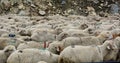 Sheeps on the mountain road in Northern India Royalty Free Stock Photo