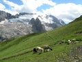 Sheeps in the mountains Royalty Free Stock Photo