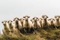 Sheeps in mountains Royalty Free Stock Photo