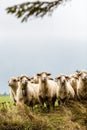 Sheeps in mountains Royalty Free Stock Photo