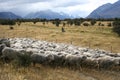 Sheeps, Mt Cook, New Zealand