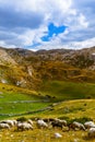 Sheeps in National mountains park Durmitor - Montenegro