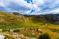 Sheeps in National mountains park Durmitor - Montenegro Royalty Free Stock Photo