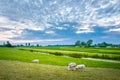 Sheeps in nature on meadow. Farming outdoor, Holland