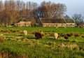 Sheeps near farm at Waverveen