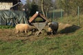 Sheeps near the feeder on the farm