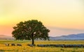 Sheeps near an oak in the sunset and sky