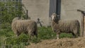 Sheeps near sheep house in spring day Royalty Free Stock Photo