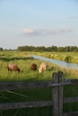 Sheeps Netherlands in meadow Royalty Free Stock Photo