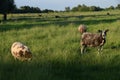 Sheeps Netherlands Royalty Free Stock Photo