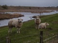 Sheeps by nordsee
