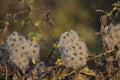 Wild flowers in autumn morning