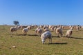 Sheeps pacing in the field Royalty Free Stock Photo