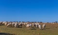 Sheeps pacing in the field Royalty Free Stock Photo