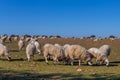 Sheeps pacing in the field Royalty Free Stock Photo