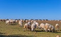Sheeps pacing in the field Royalty Free Stock Photo