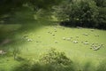 sheeps pacing in the green fields of the basque coountry, spain Royalty Free Stock Photo