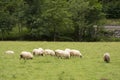sheeps pacing in the green fields of the basque coountry, spain Royalty Free Stock Photo